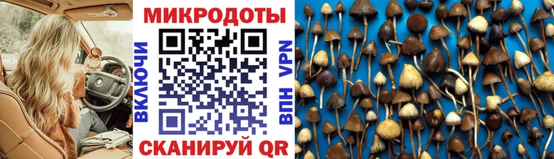 Галлюциногенные грибы Psilocybine cubensis продажа наркотиков Дигора